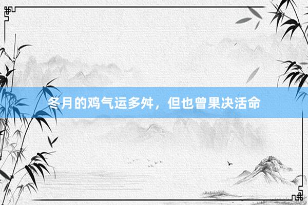 冬月的鸡气运多舛，但也曾果决活命